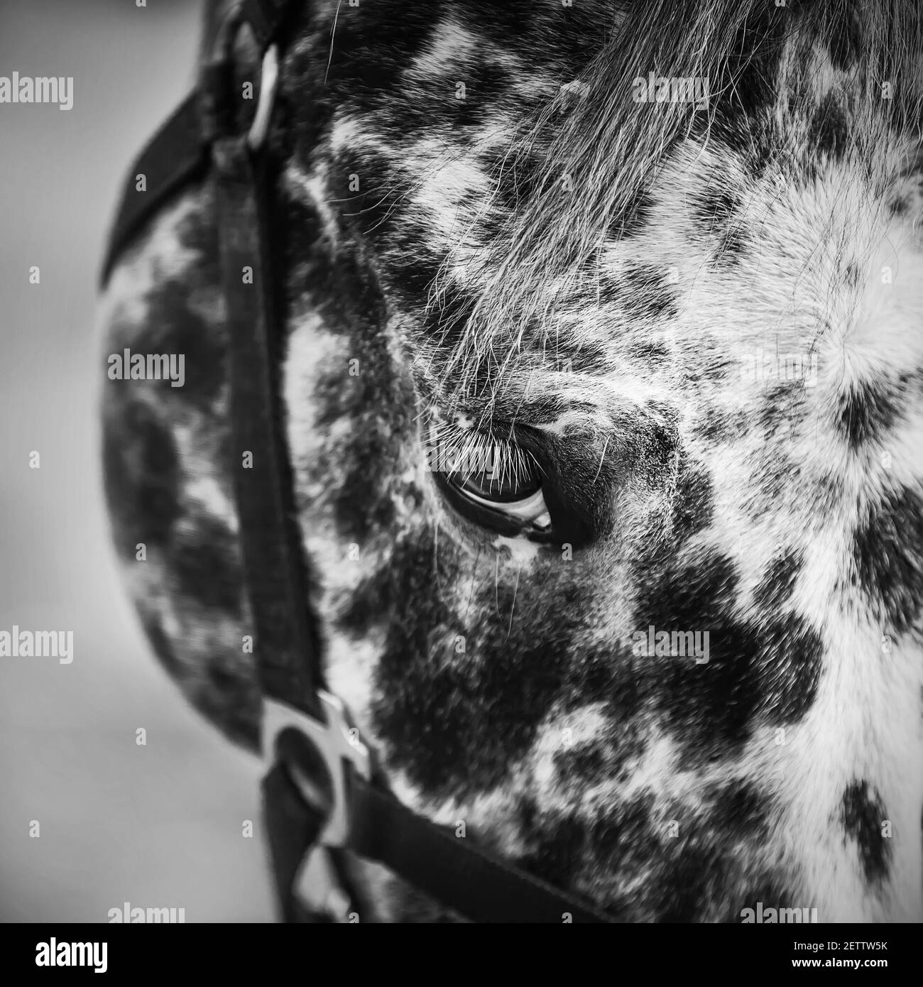 A close-up black-and-white portrait of a spotted horse with a dark mane and white eyelashes. Livestock. Stock Photo