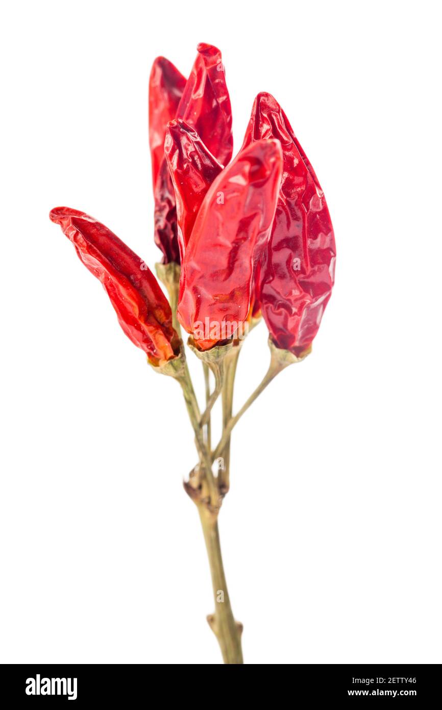 Spicy Chilli Dry Isolated On White. High quality photo. Stock Photo