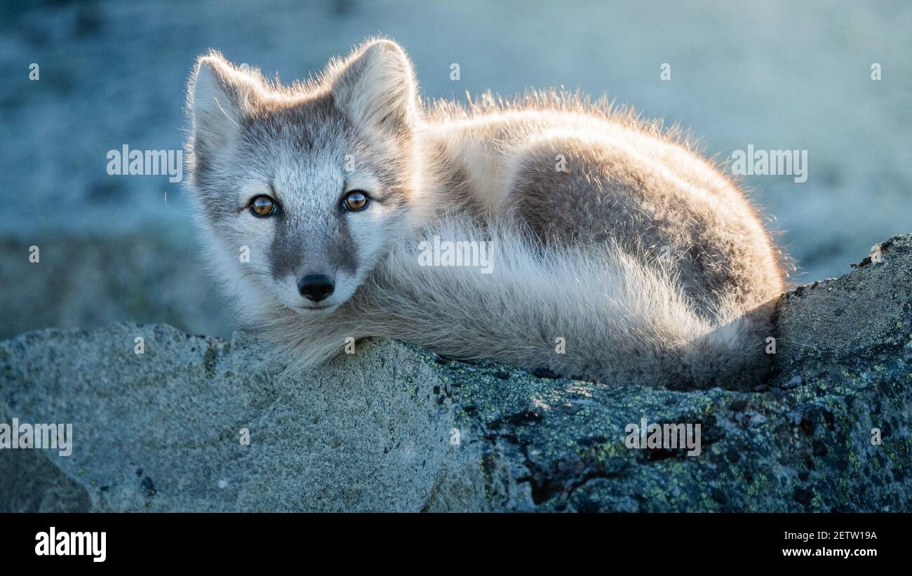 Wild arctic fox cubs hi-res stock photography and images - Alamy