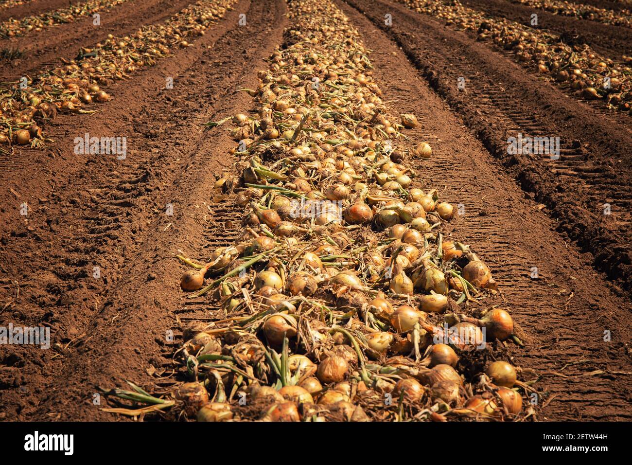 Onion field ready to be harvested Stock Photo Alamy