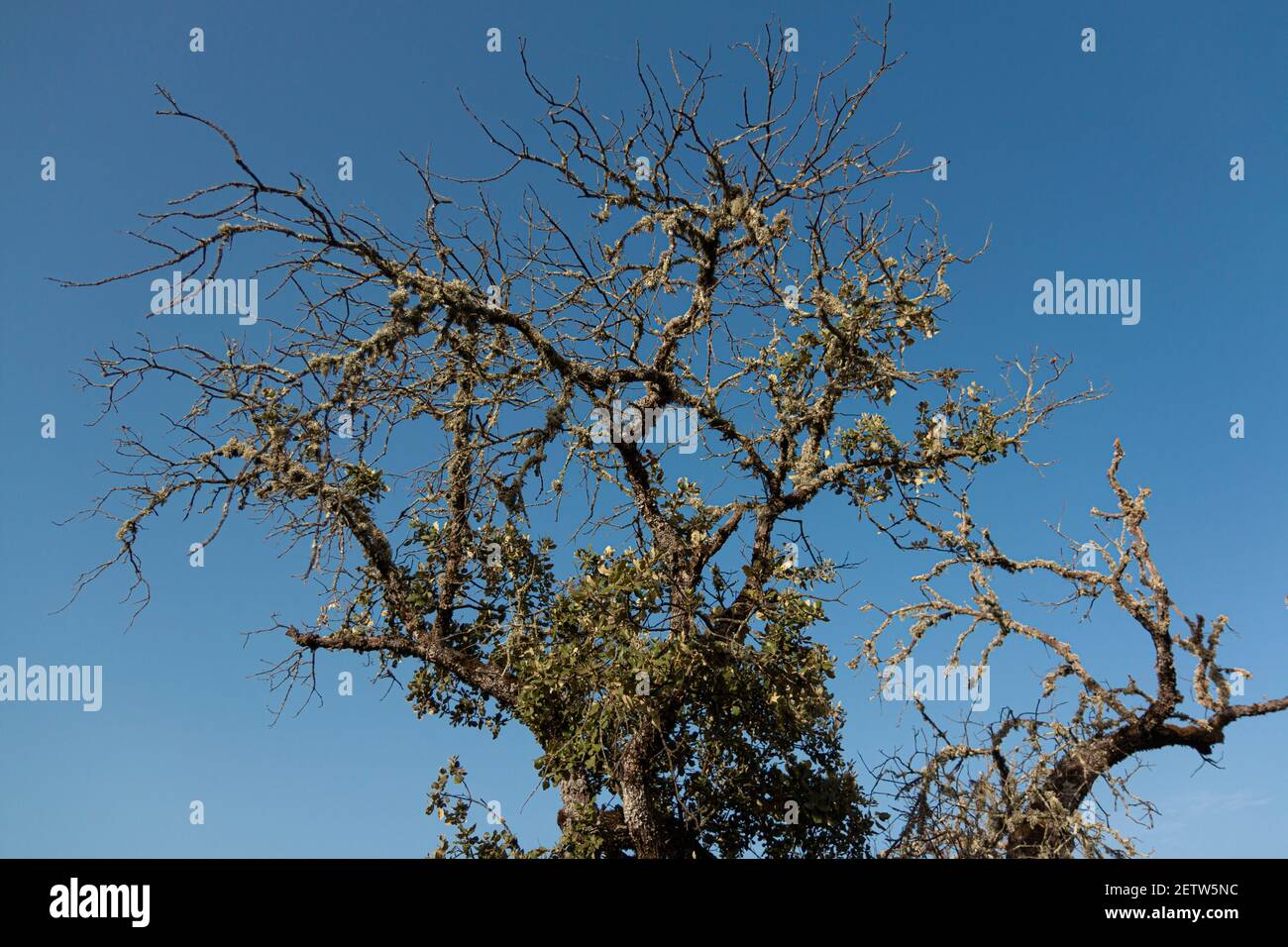 Dead acorn tree back lighting with a clear blue sky in southern