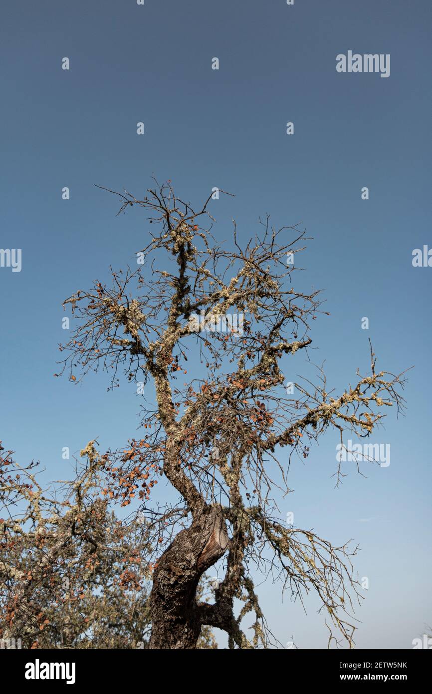Dead acorn tree back lighting with a clear blue sky in southern