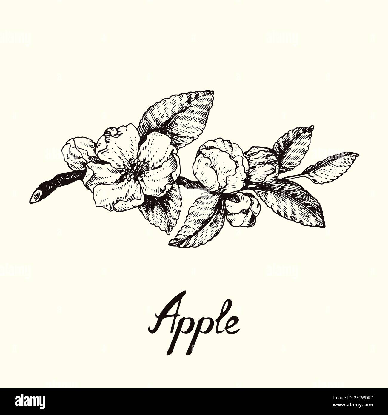 Twig With Apple Blossom And Leaves Outline Simple Doodle Drawing With Inscription Gravure Style Stock Photo Alamy Twig With Apple Blossom And Leaves Outline Simple Doodle Drawing With Inscription Gravure Style Stock Photo Alamy