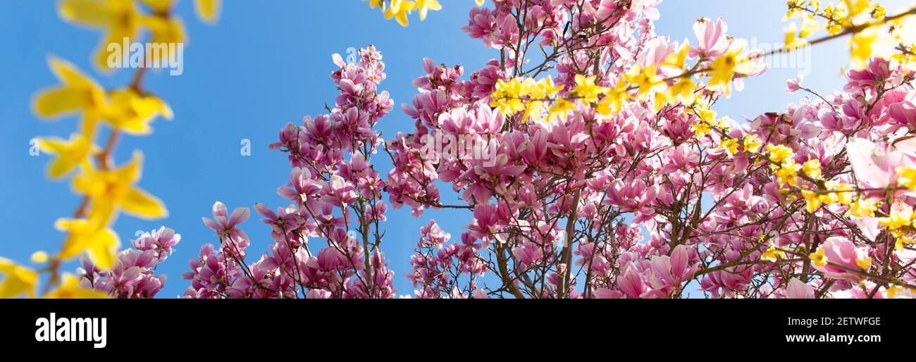 Banner of spectacular pink magnolia flowers in bloom on a blue sky with yellow forsythia branch on foreground Stock Photo
