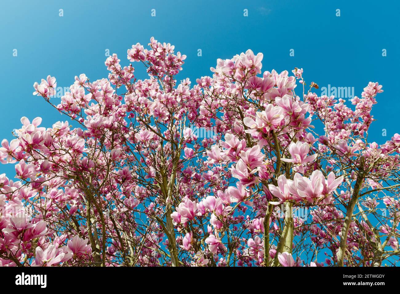 Spectacular pink magnolia flowers in bloom on a blue sky Stock Photo