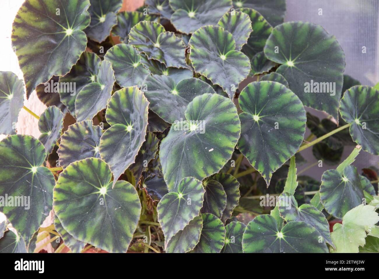 Rex Begonia flower in a pot, bunch of green leaves, home plants, gardening concept, beautiful leaves Stock Photo