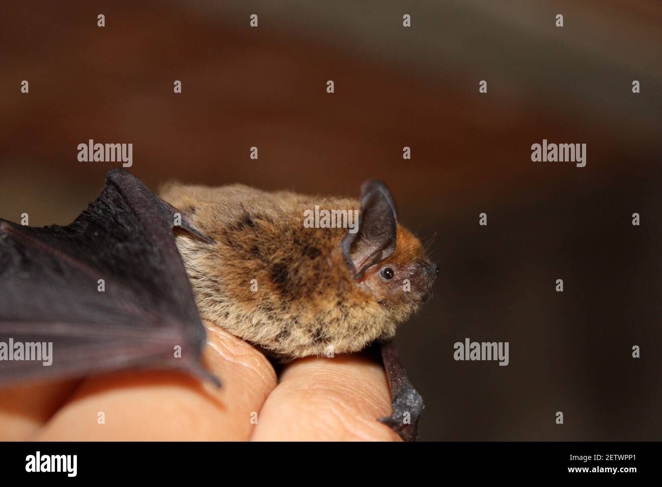 Little brown bat on a man hand. Stock Photo