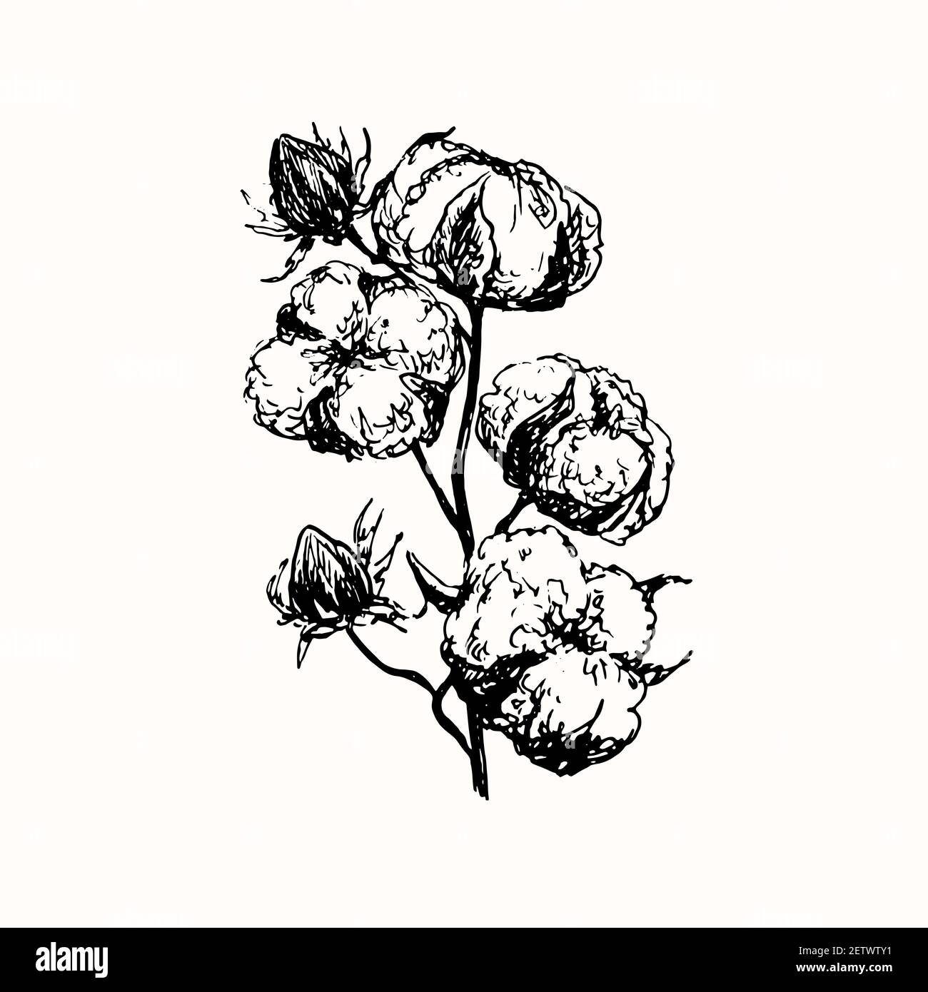 Cotton Plant Botanical Drawing High Resolution Stock Photography and Images Alamy