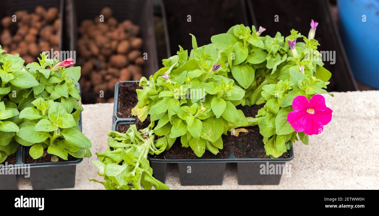 Petunia seedlings in decorative pots, closeup photo with selective