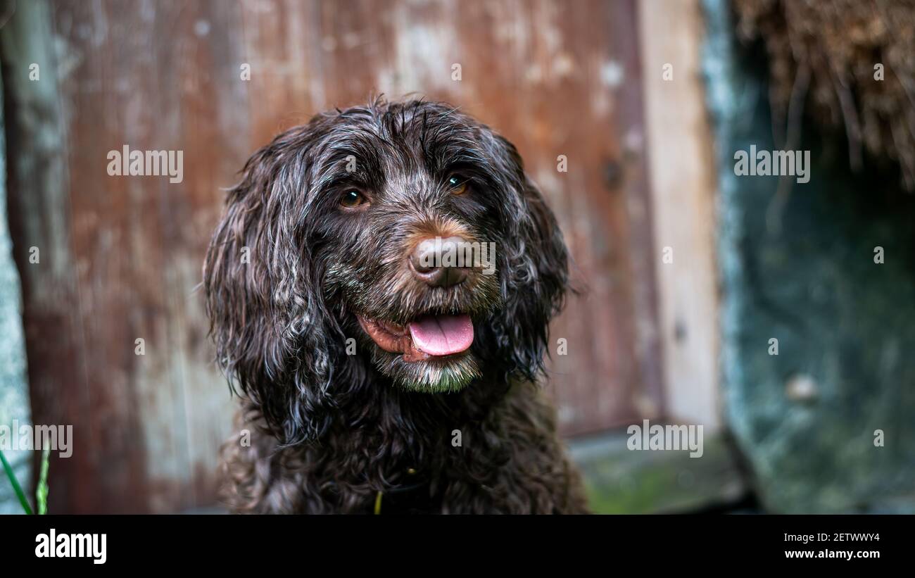 Lagotto romagnolo portrait with rustic door and negative space Stock Photo