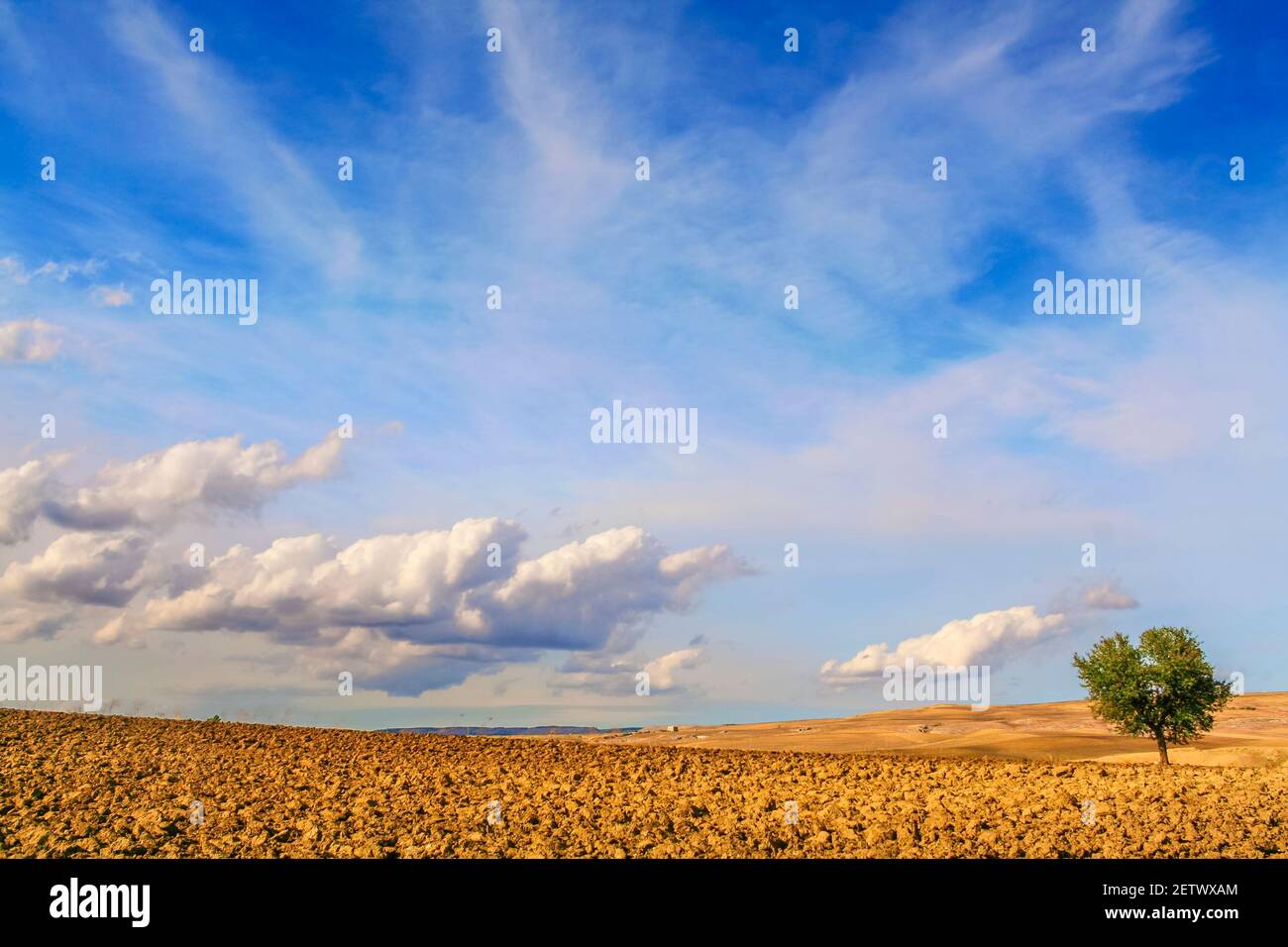 SUMMER LANDSCAPE. Between Apulia and Basilicata: lonely tree on plowed soil, Italy. Stock Photo