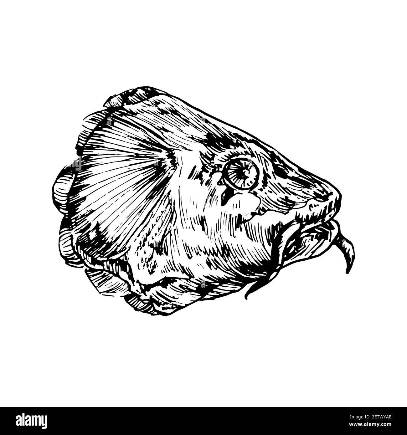 Carp fish head, hand drawn doodle black ink drawing, woodcut style Stock Photo