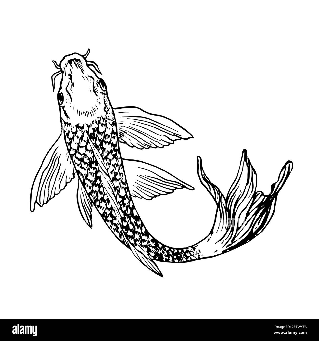 Carp fish, hand drawn doodle black ink drawing, woodcut style Stock Photo -  Alamy