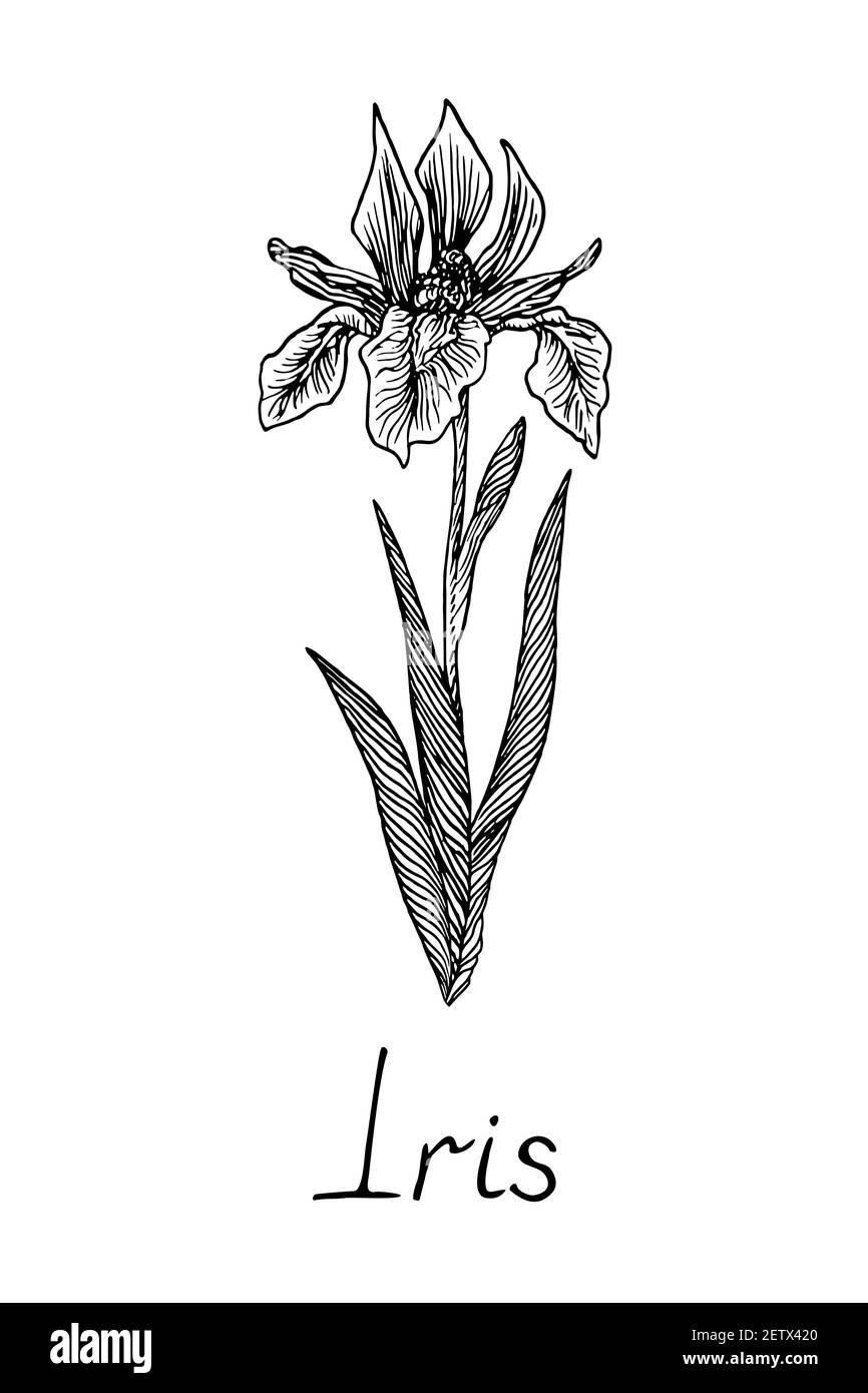black iris flowers crowthorne
