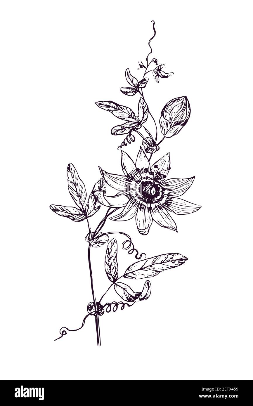 Passiflora incarnata (maypop, true or  purple passionflower, wild apricot, wild passion vine) doodle black ink drawing, woodcut style Stock Photo