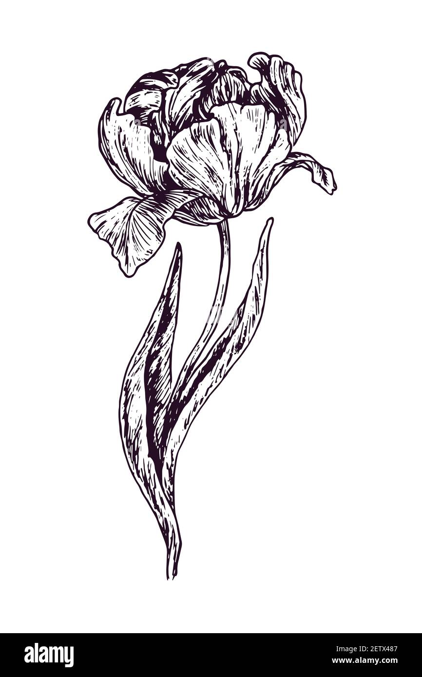 Tulip flower, doodle black ink drawing, woodcut style Stock Photo Alamy