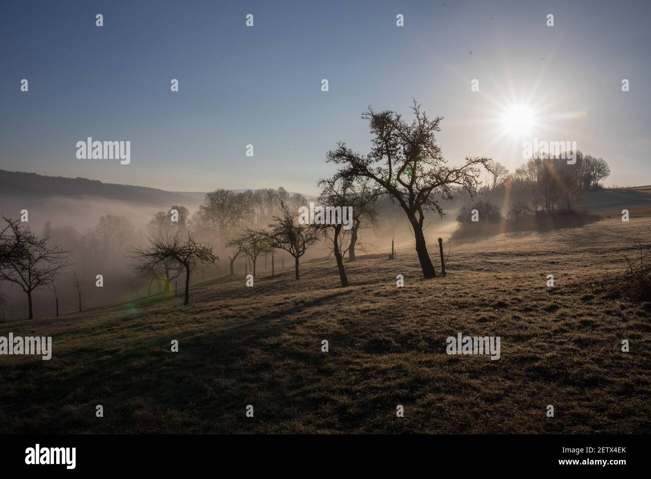Foggy morning with on a field with apple trees in spring Stock Photo ...