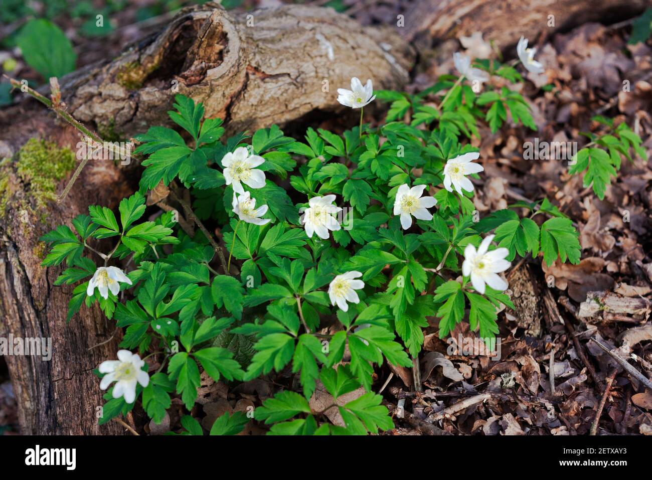 A bunch of wild wood anemones around a log in woodland near Stroud, the Cotswolds, UK Stock Photo