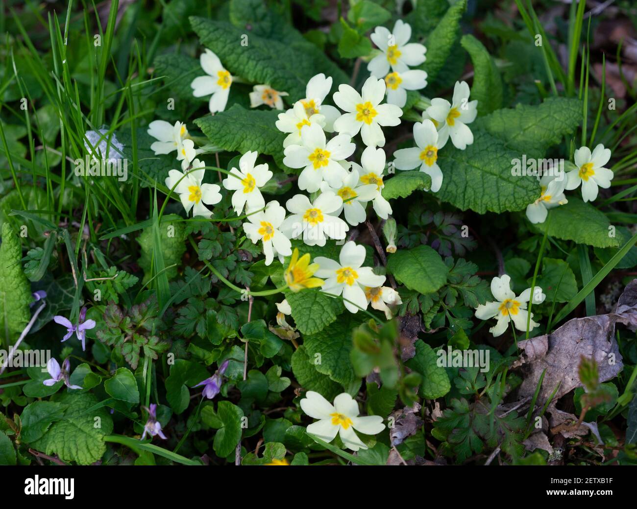 Wild primroses and bluebells in scattered woodland near Stroud, the Cotswolds, UK Stock Photo