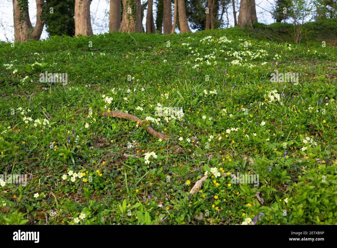 Wild primroses, blue bells and varieties of spring flowers in scattered woodland near Stroud, the Cotswolds, UK Stock Photo