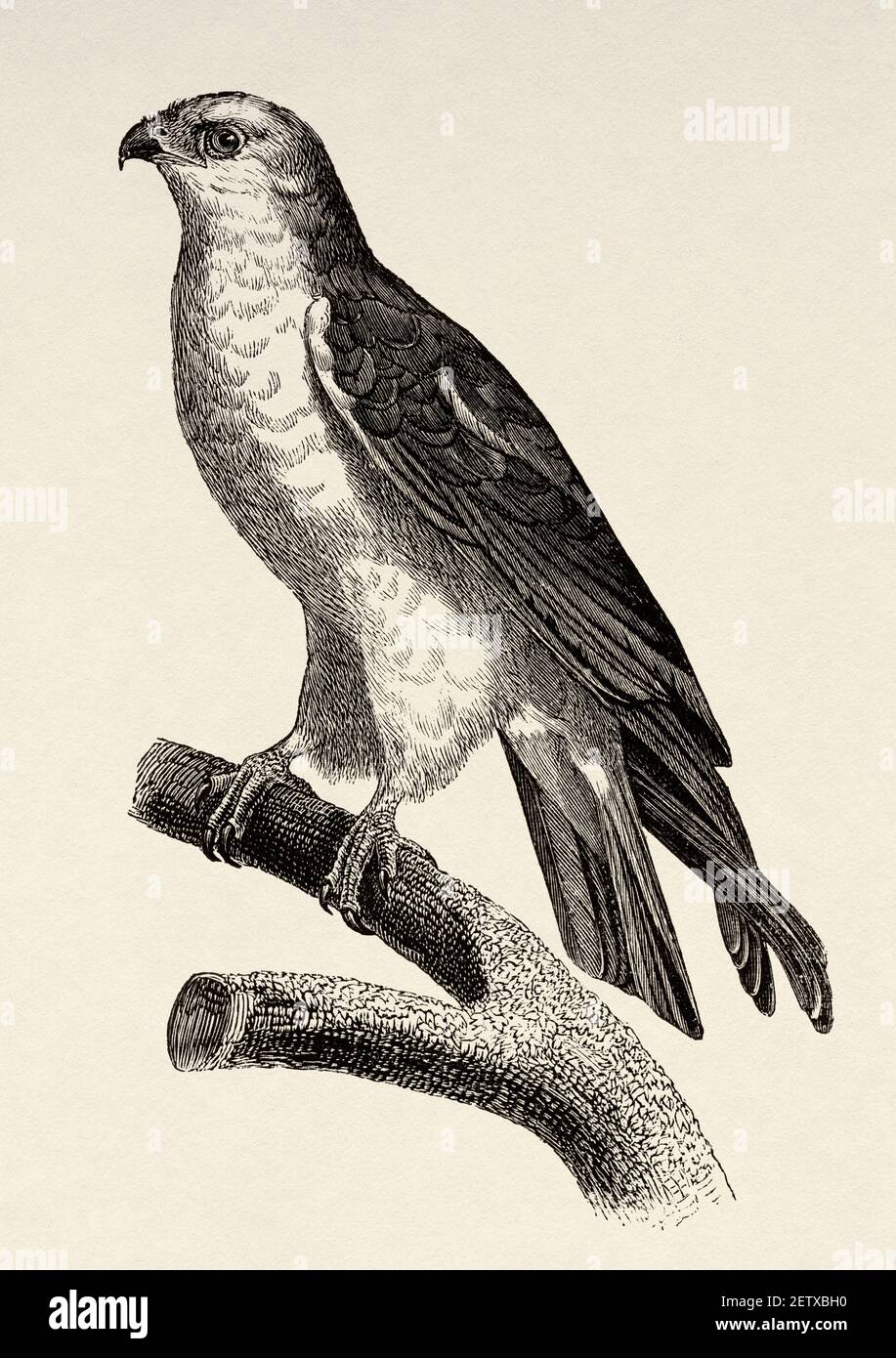 Egyptian Kite bird, Egypt. Africa. Old 19th century engraved