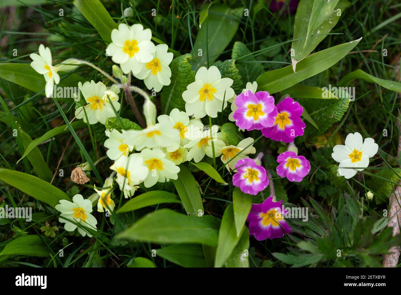 Closeup of assorted species of primroses growing on a roadside  verge near Stroud, The Cotswolds, Gloucestershire, UK Stock Photo