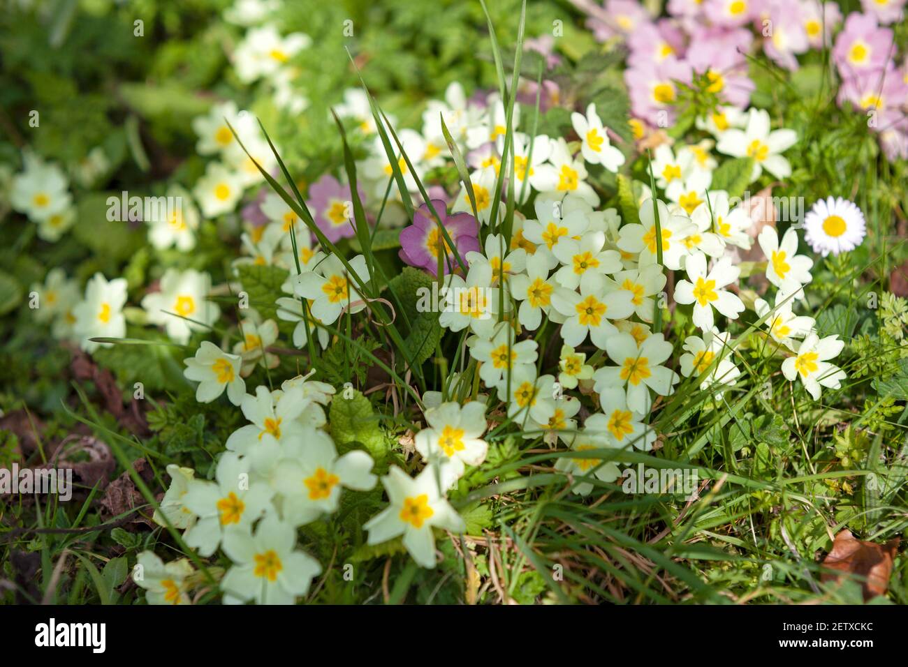 Closeup of assorted species of primroses growing on a roadside  verge near Stroud, The Cotswolds, Gloucestershire, UK Stock Photo