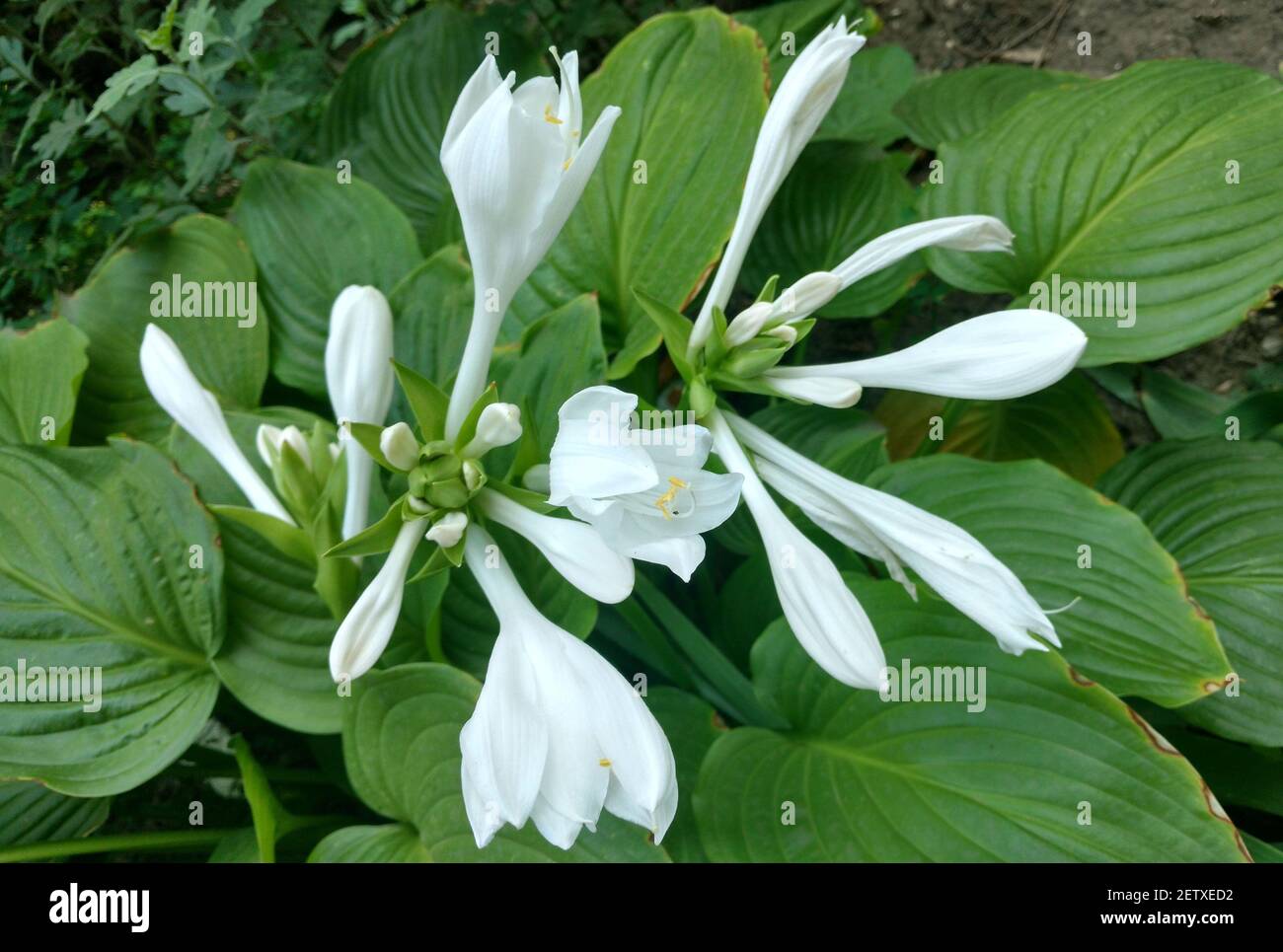 White hosta flowers bloom on a background of green leaves. Stock Photo
