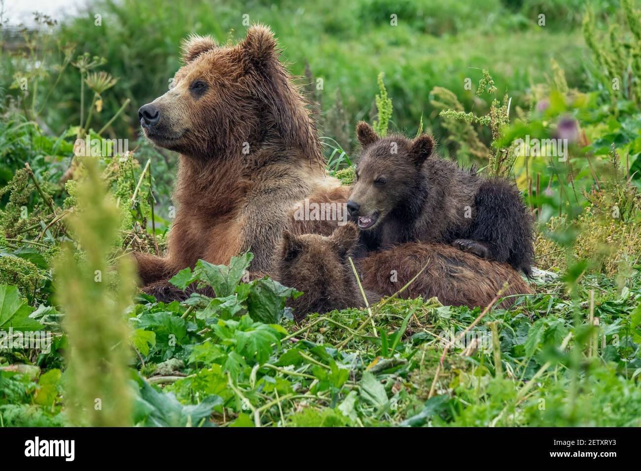 female brown bear and her cubs Stock Photo - Alamy