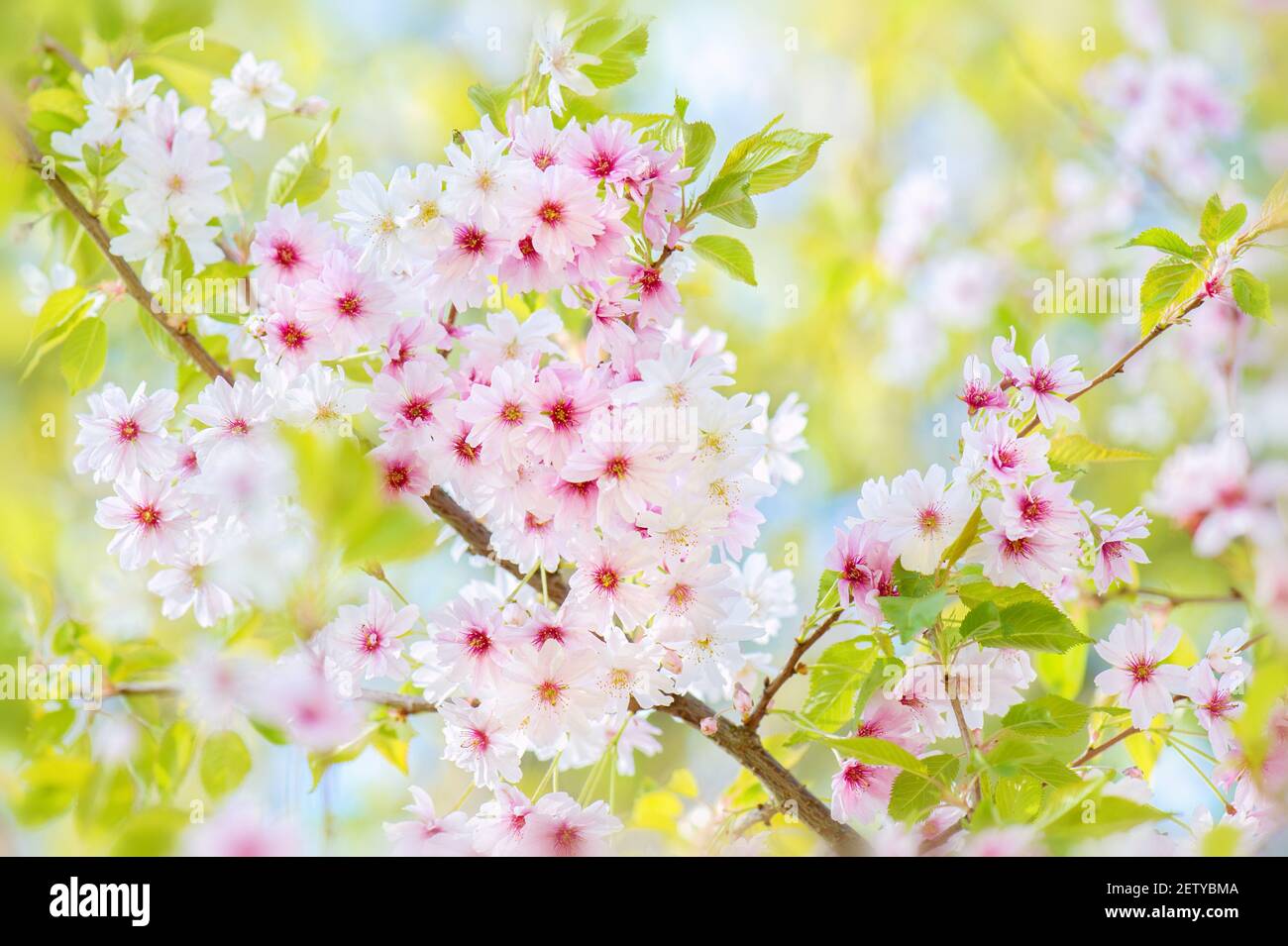 A beautiful close-up of Japanese cherry Spring blossom with blue sky and clouds visible through the branches on a bright day. ‘Sense of wellbeing’. Stock Photo