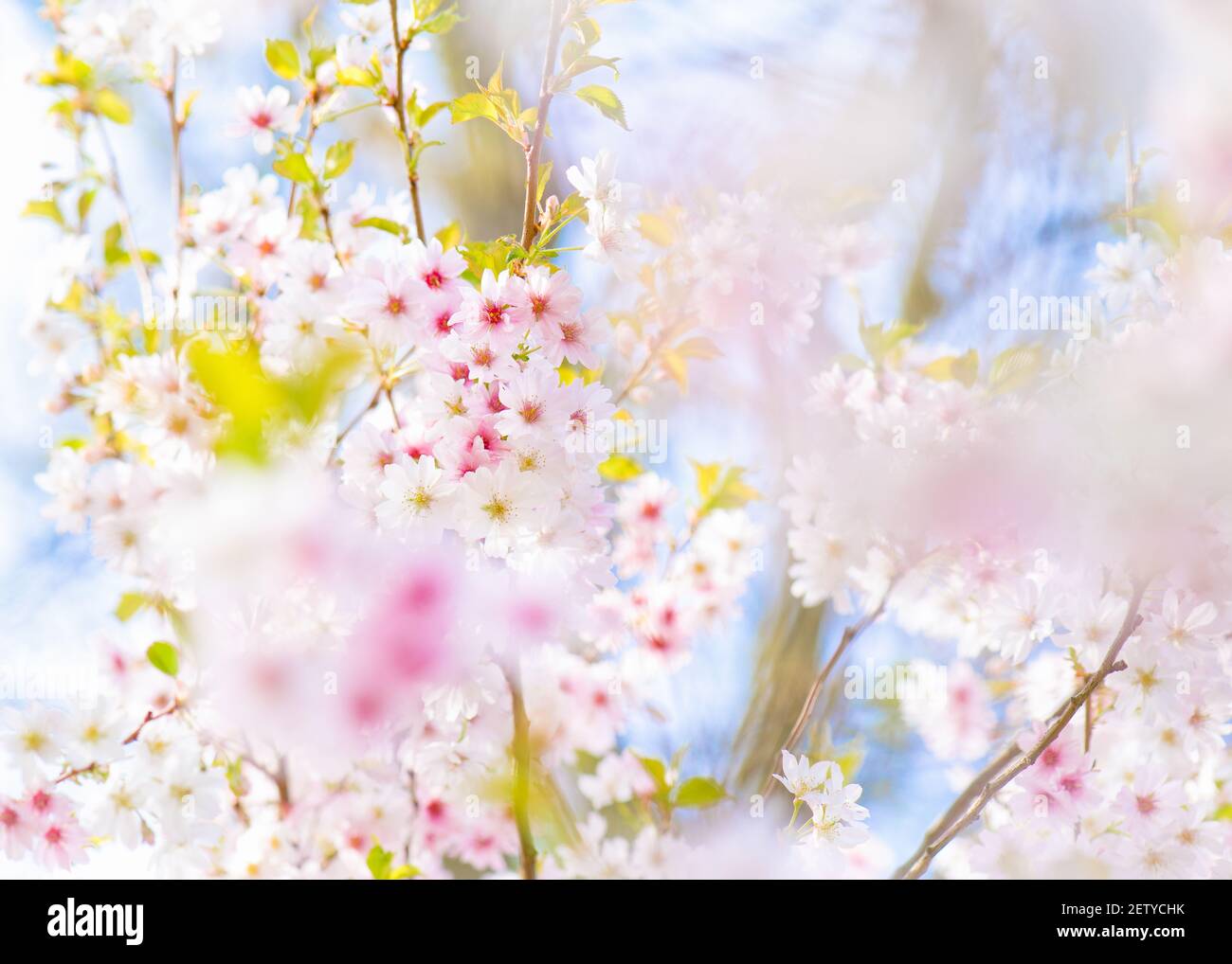 A beautiful, fresh, close-up of Japanese cherry Spring blossom with blue sky and clouds visible through the branches on a bright day. Stock Photo