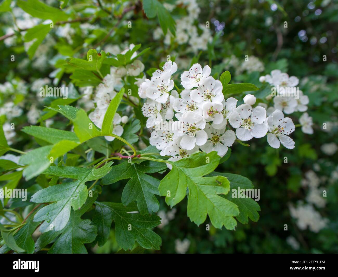Close up of a Hawthorn hedge - hedgerow plant (Crataegus monogyna) in full blossom during the spring season. Stock Photo