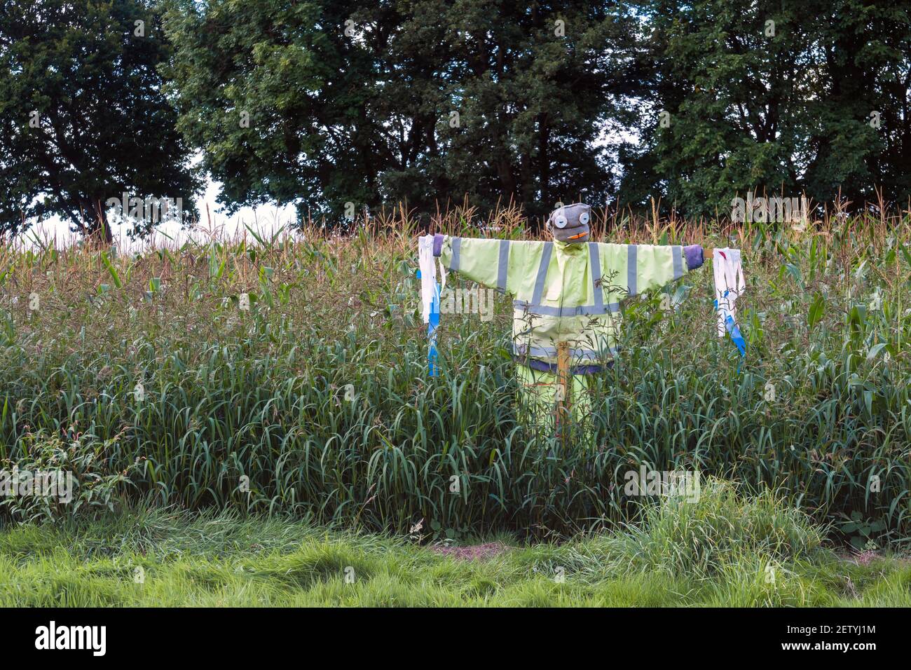 Simple scarecrow wearing a high visibility (hi vis) jacket in a field of maize. Stock Photo