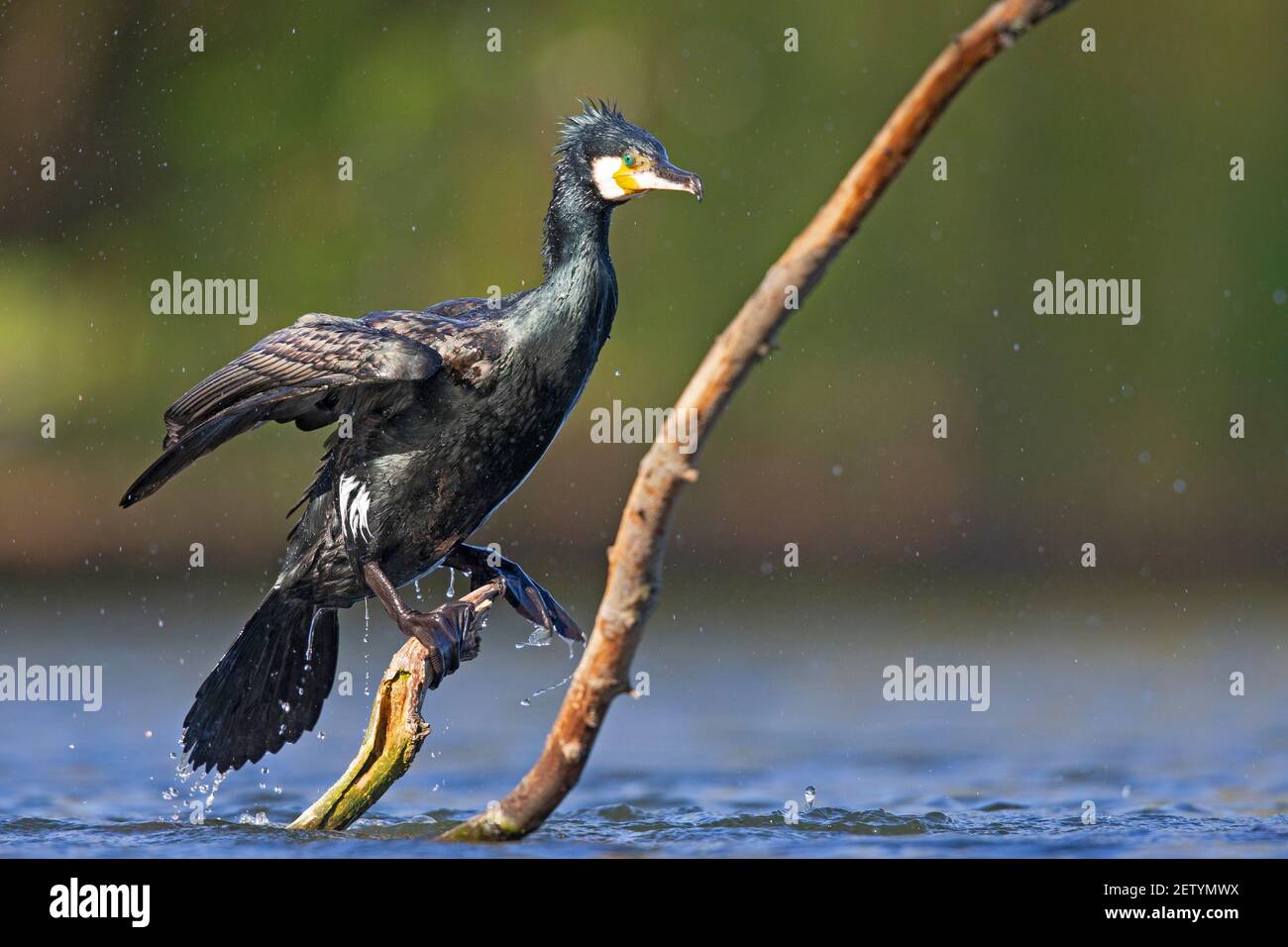 A great cormorant (Phalacrocorax carbo) drying its wings after a swim at a lake. Stock Photo
