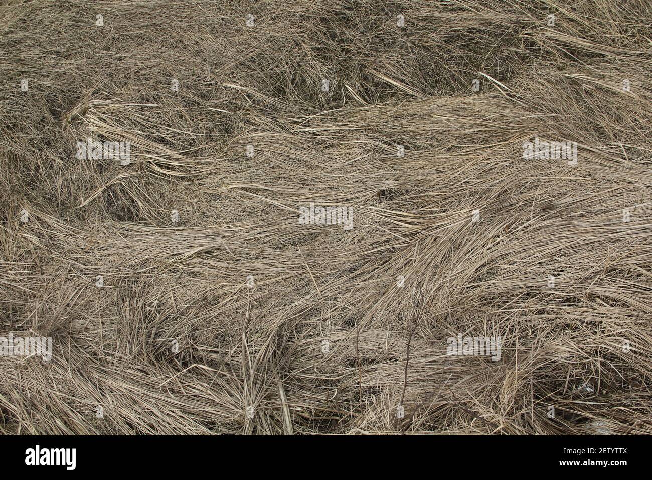 Pastel silver rough dry hay straws pattern texture background. Stock Photo