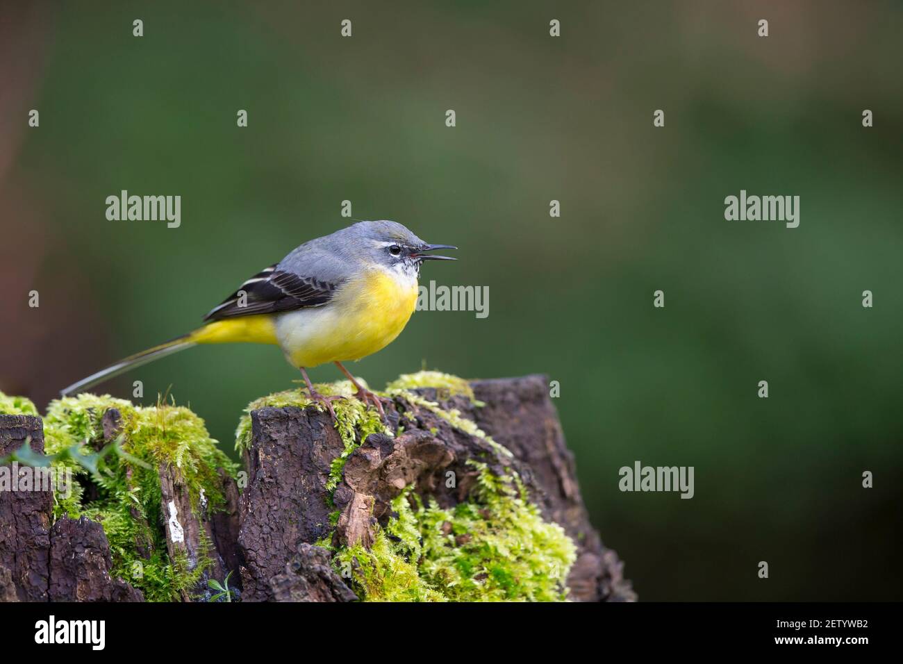 Close side view of a wild UK grey wagtail bird (Motacilla cinerea) standing isolated on moss-covered tree bark in winter woodland. Copy space to right. Stock Photo