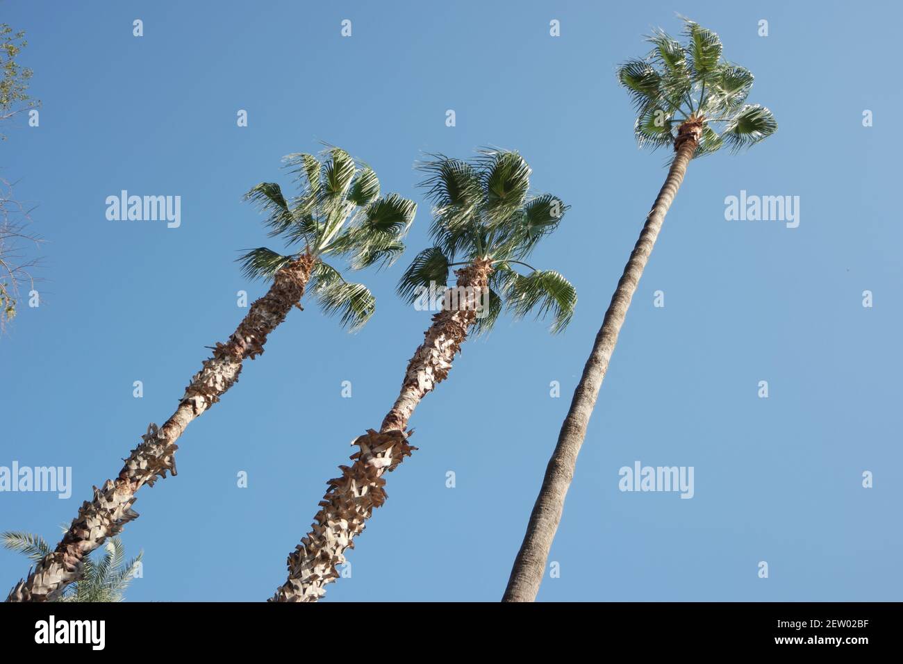 Three palm trees on blue sky background Stock Photo - Alamy