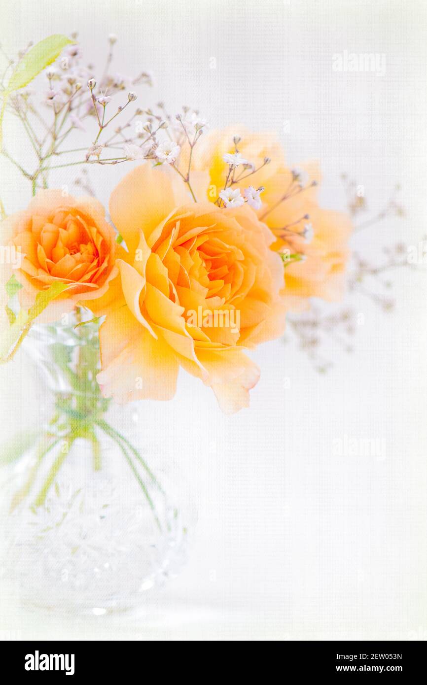 An elegant pretty romantic close-up of David Austin Grace roses (Rosa  Grace) and gypsophila flowers in a vase on a white textured background  Stock Photo - Alamy