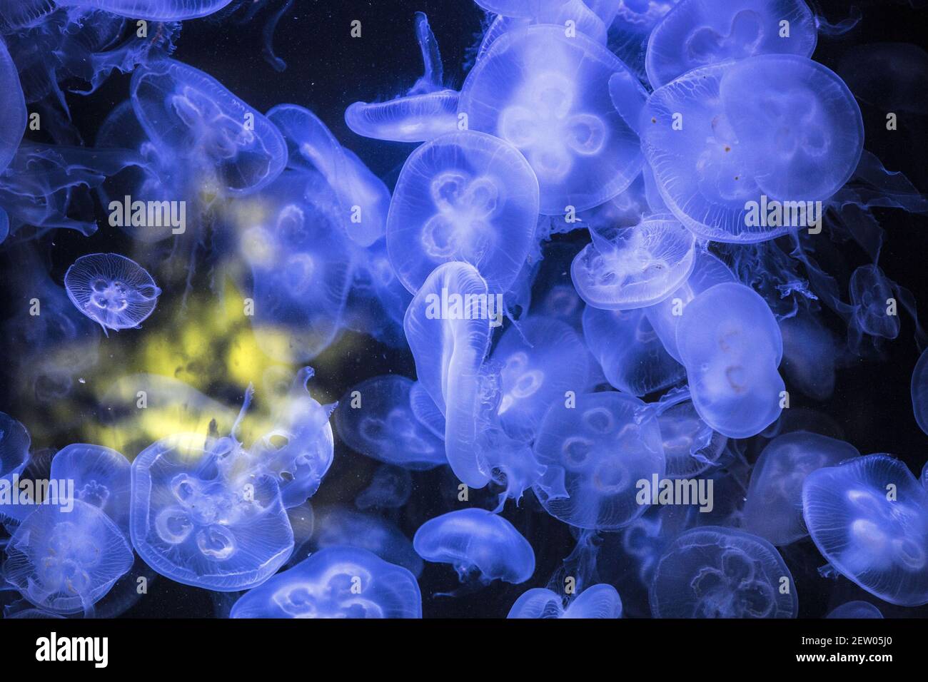 Aurelia aurita also known as Moon Jellyfish is seen in a water tank at