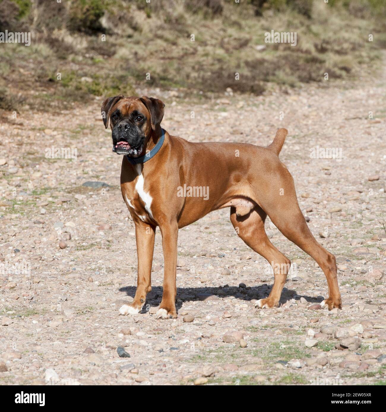 Boxer Stock Photo - Alamy