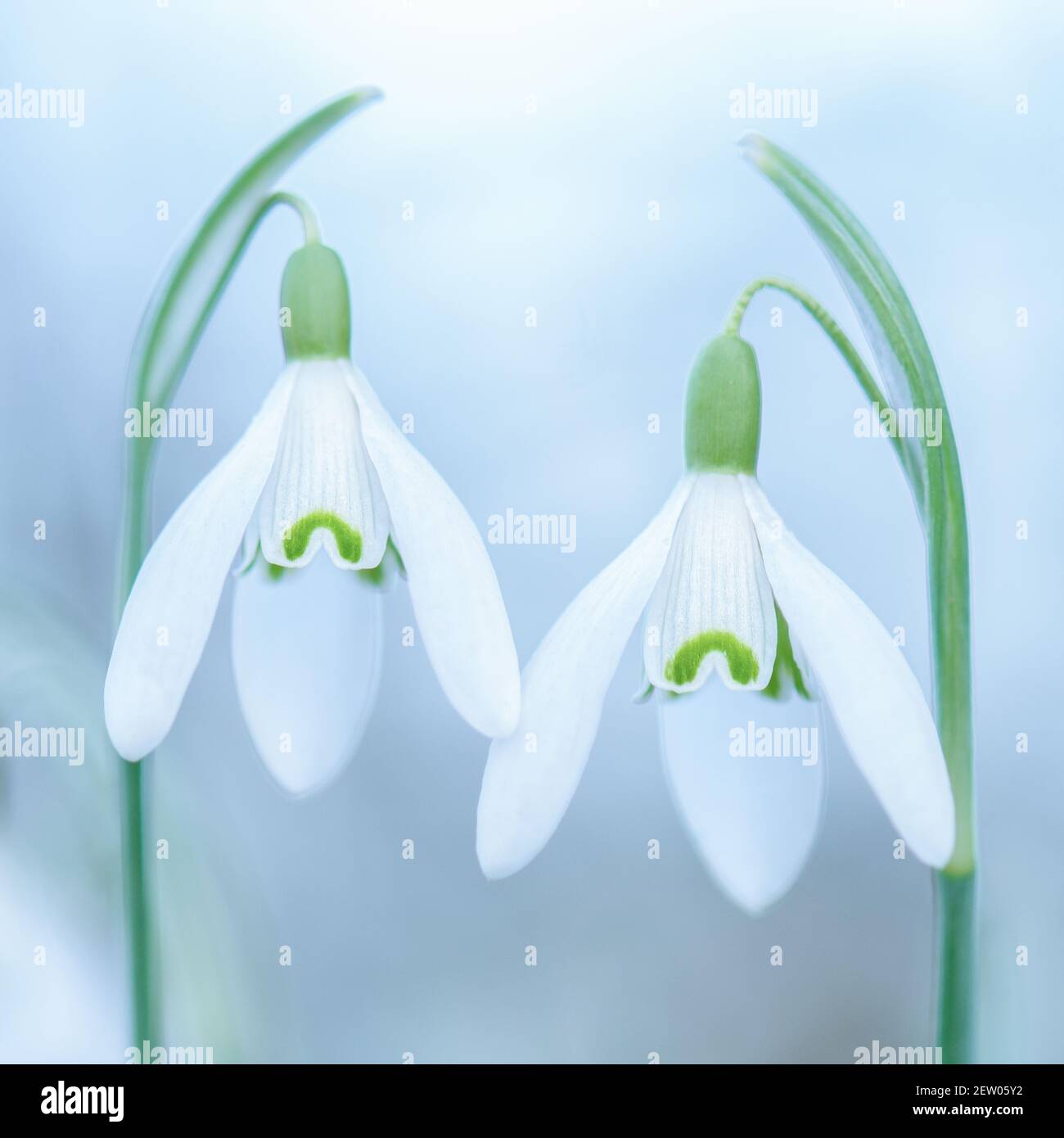 A beautiful peaceful, arty close up of a  pair of snowdrops, galanthus nivalis, side by side, symmetrical on a cloudy white background. Togetherness. Stock Photo