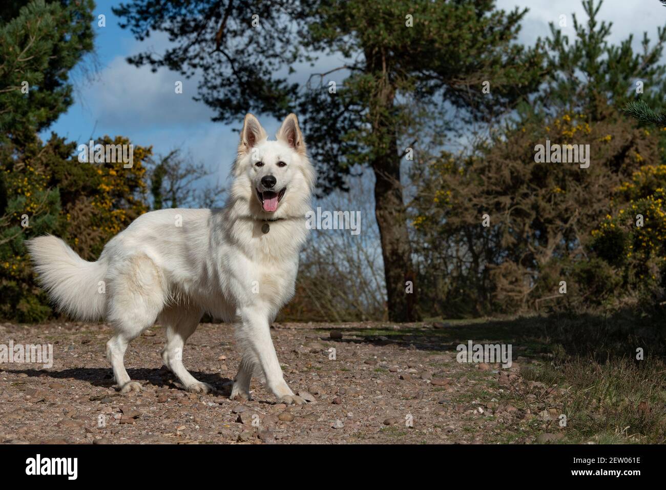 White Shepherd dog Stock Photo