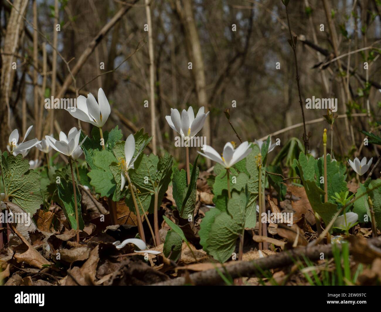 native wildflowers blooming early spring Stock Photo