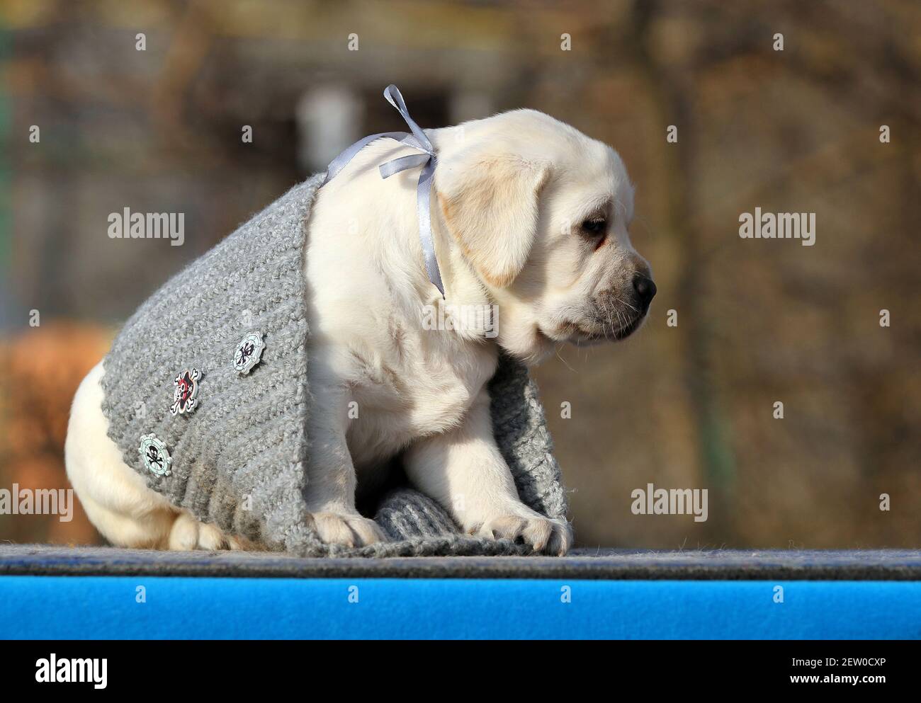 nice yellow labrador puppy on the blue background Stock Photo - Alamy
