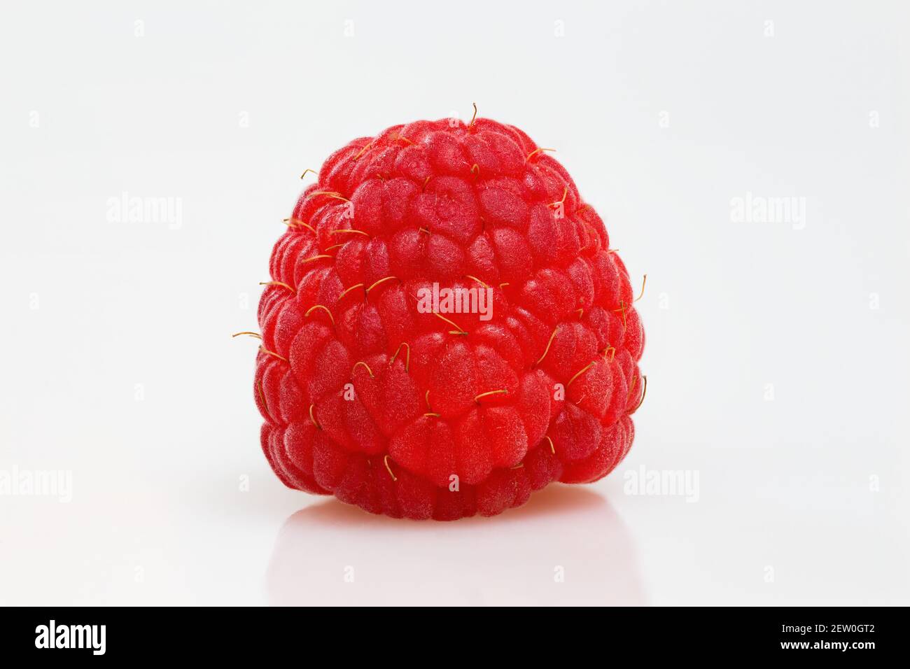One Raspberry On A Table Close up raspberry lying on hi-res stock photography and images - Alamy