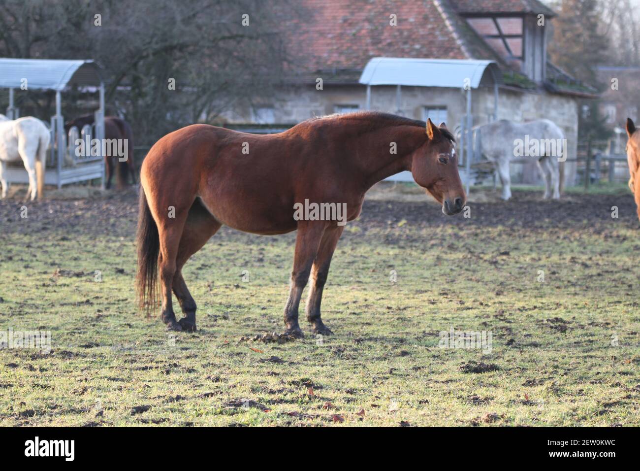 My walk in Stuttgart Weilimdorf funny animals Horse in Schloss Solitude cover design book Calendar design Stock Photo