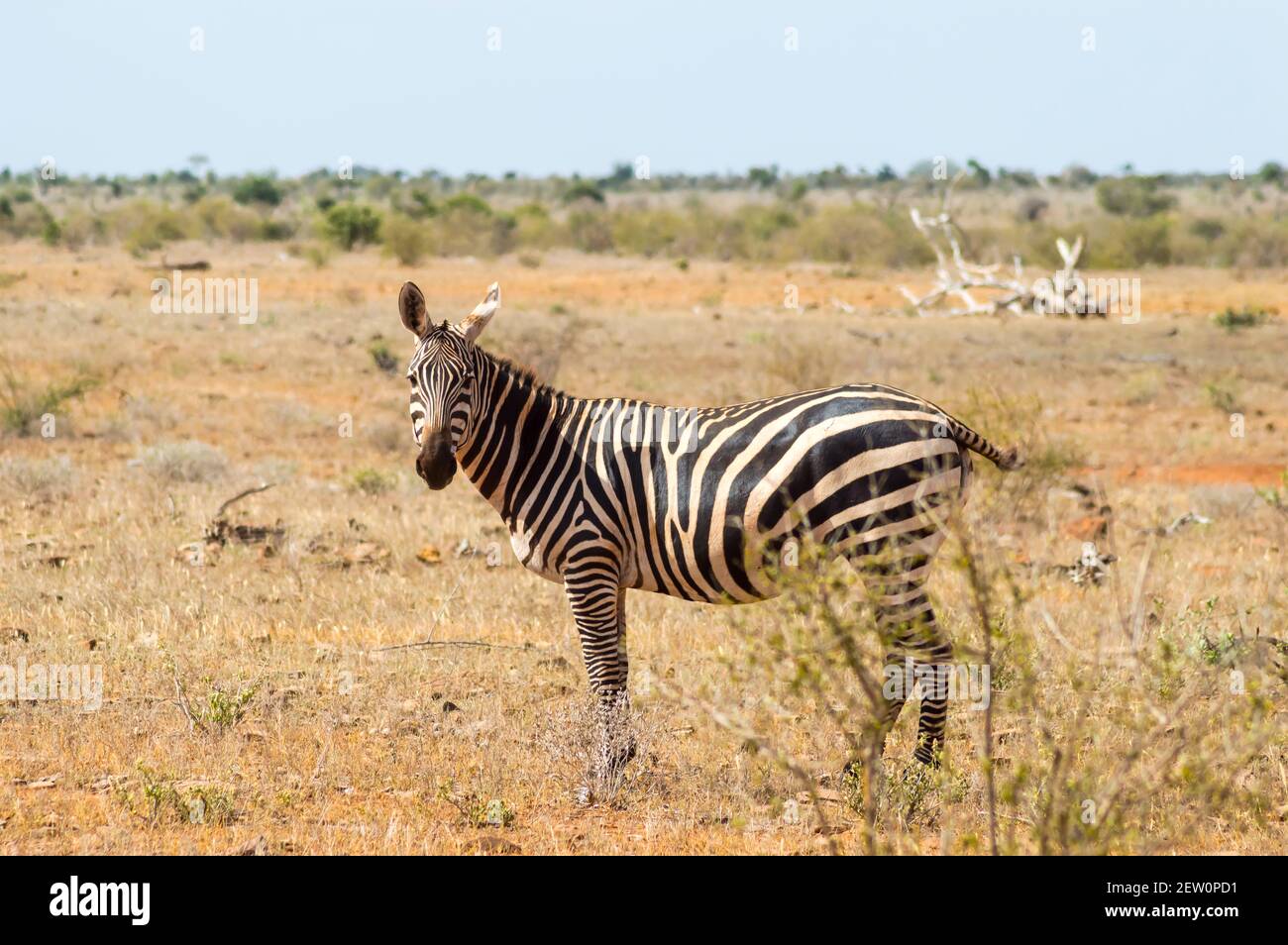 Solitary zebra in the tall grass of the savannah of Tsavo East Park in Kenya Stock Photo