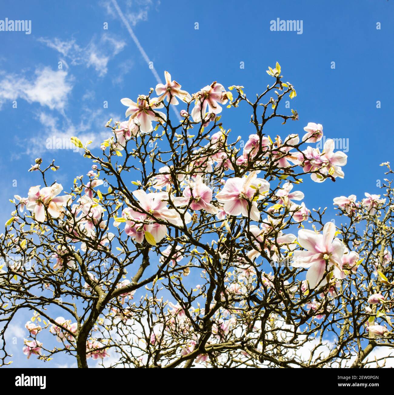 magnolia tree with blue sky background Stock Photo - Alamy
