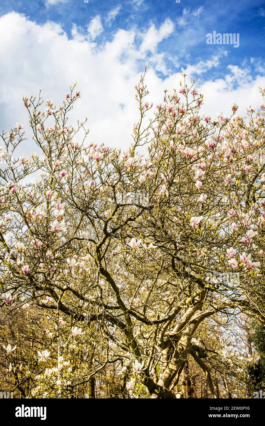 magnolia tree with blue sky and clouds in the background Stock Photo ...