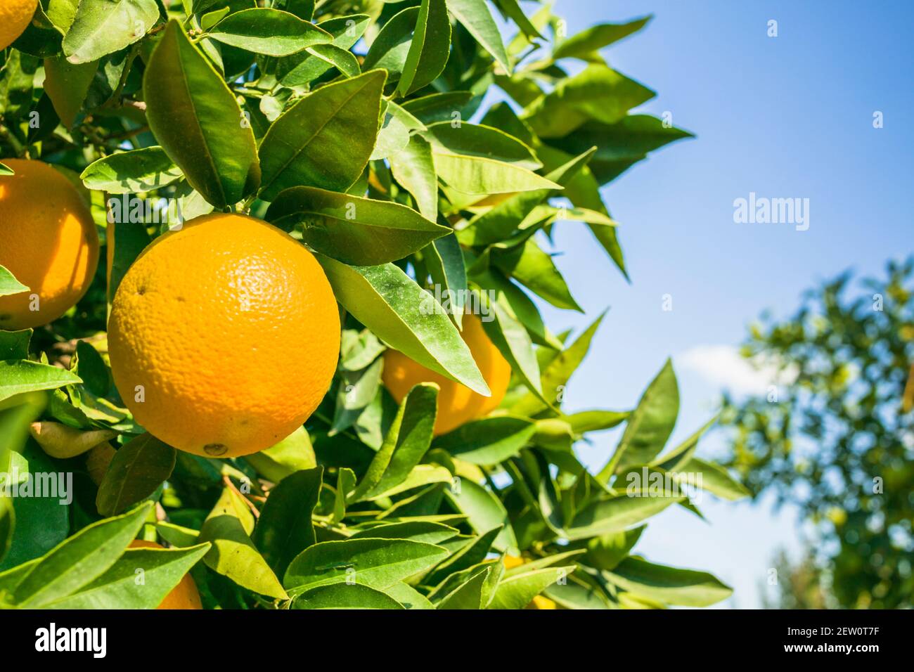 Citrus trees with oranges growing Stock Photo Alamy